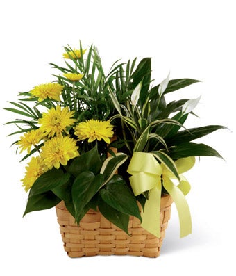 FTD-C27-4527