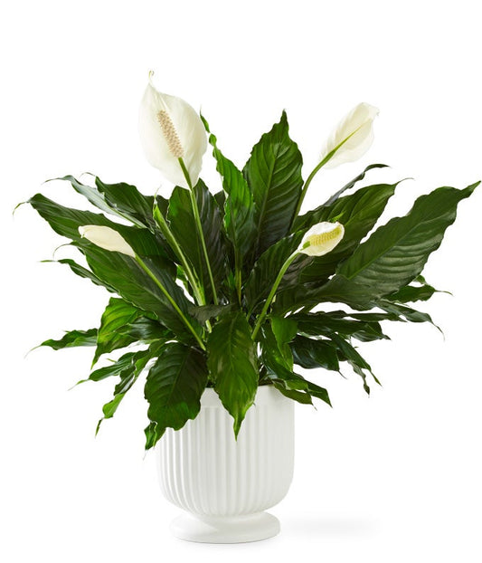 CPP
